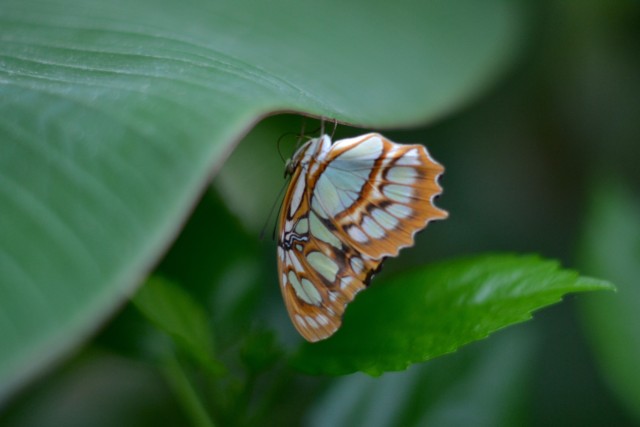Beautiful butterfly photographs