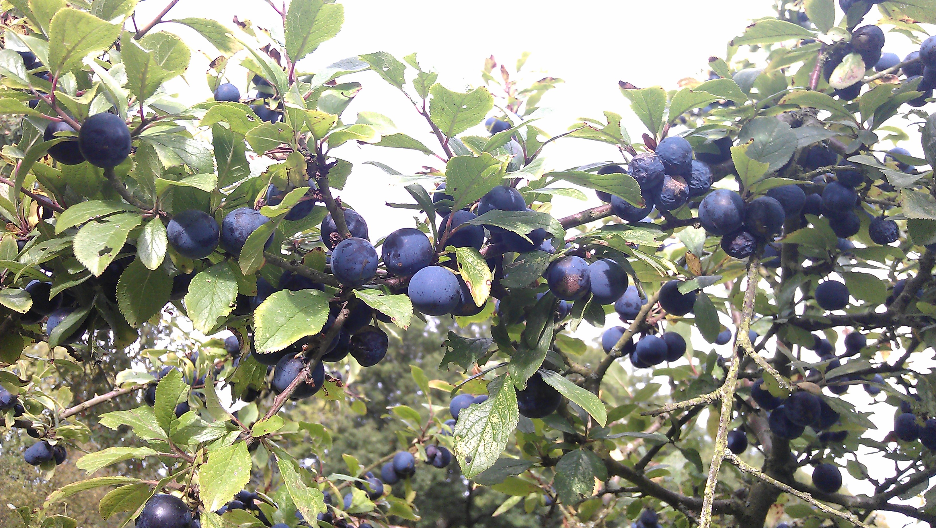 Sloe berries