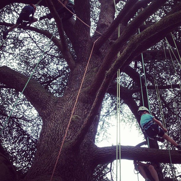 big tree climbing company