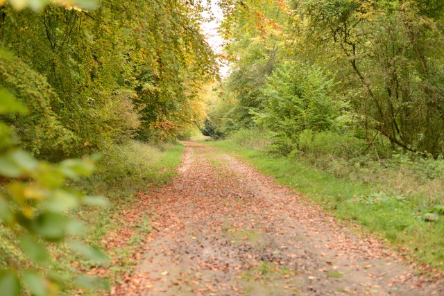 Blackwood forest