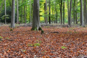 Blackwood forest in Autumn