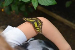 Butterfly house