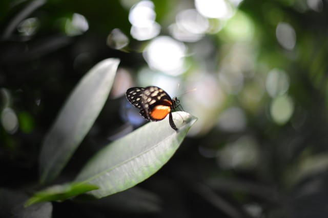 butterfly house whipsnade