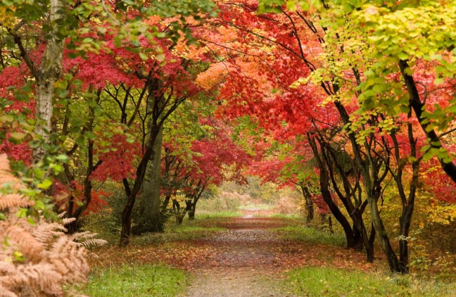 Beautiful Autumn Trees