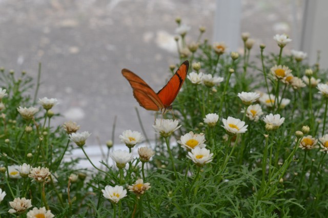 Butterfly on a flower