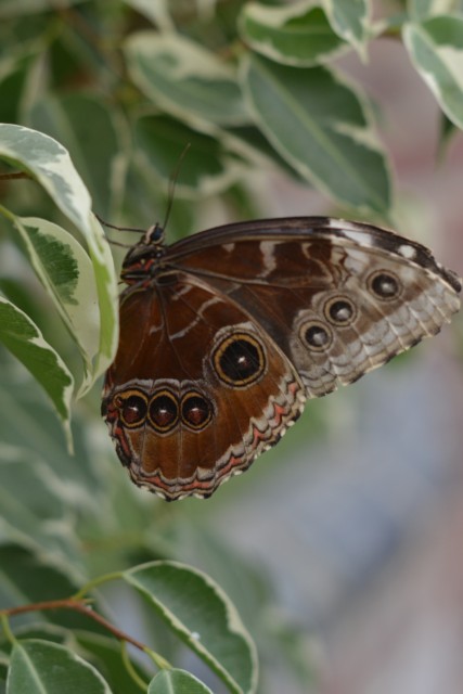 Beautiful butterfly photo