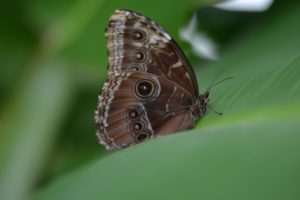 Beautiful butterfly photo