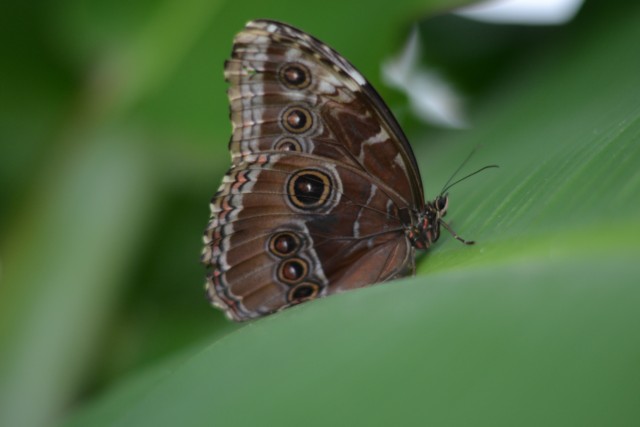 Beautiful butterfly photographs