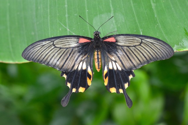 Beautiful symmetrical butterfly photo
