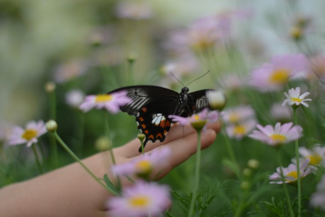 Butterfly on hand