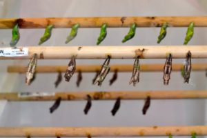 Chrysalis photo