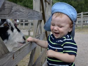 Wellington Country Park Petting Zoo