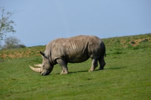 Rhino photo