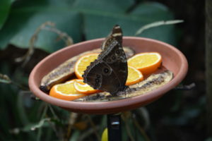 Butterfly and oranges