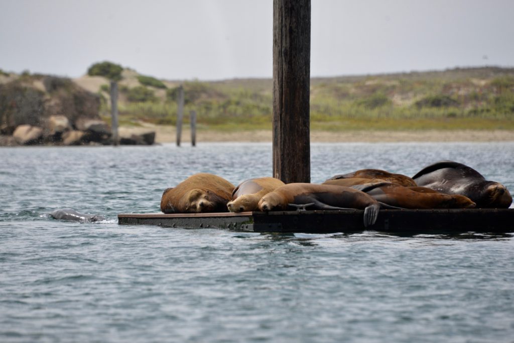 Seals Morro Bay