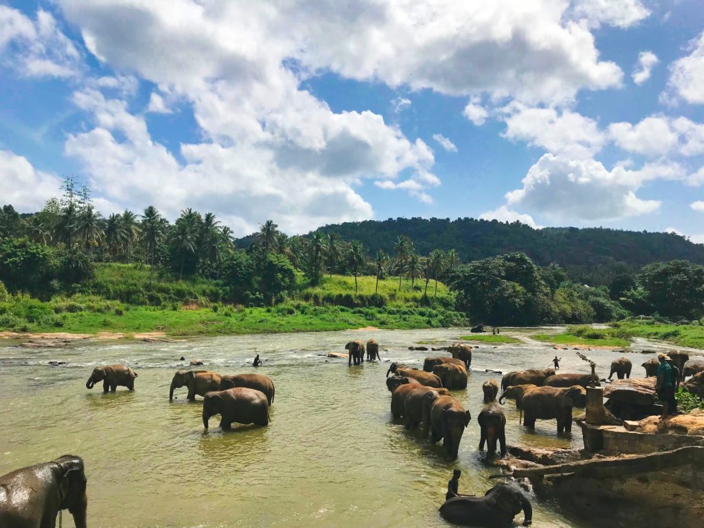 elephants in Sri Lanka