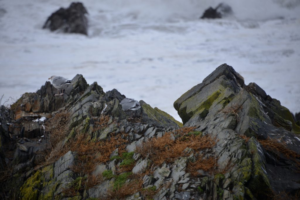 hartland Quay rocks