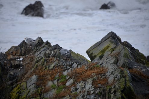 hartland Quay foam in the sea