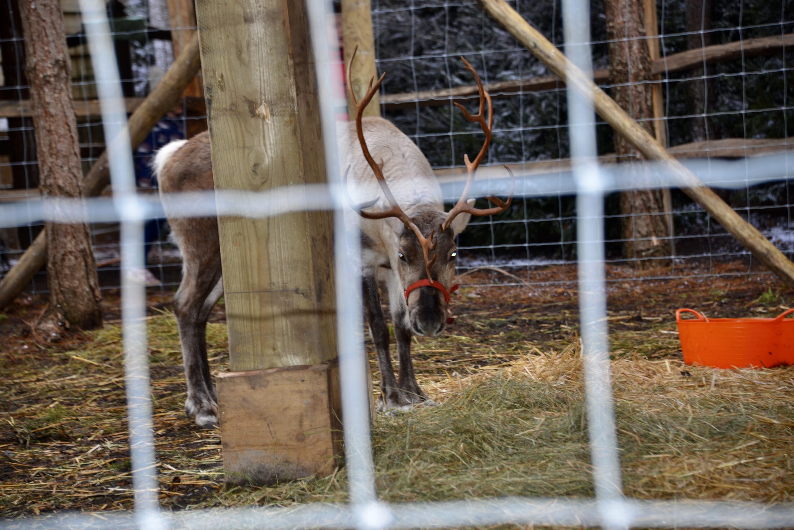 Lapland Uk Reindeers