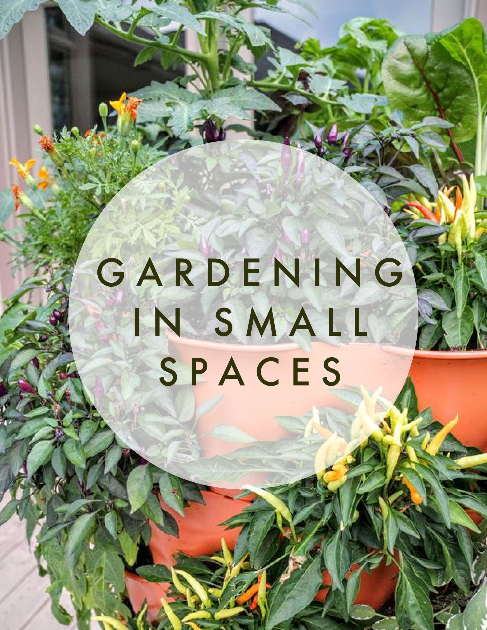 Tops tips for gardening in small spaces