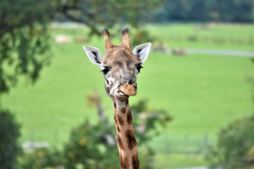 Giraffe at Longleat