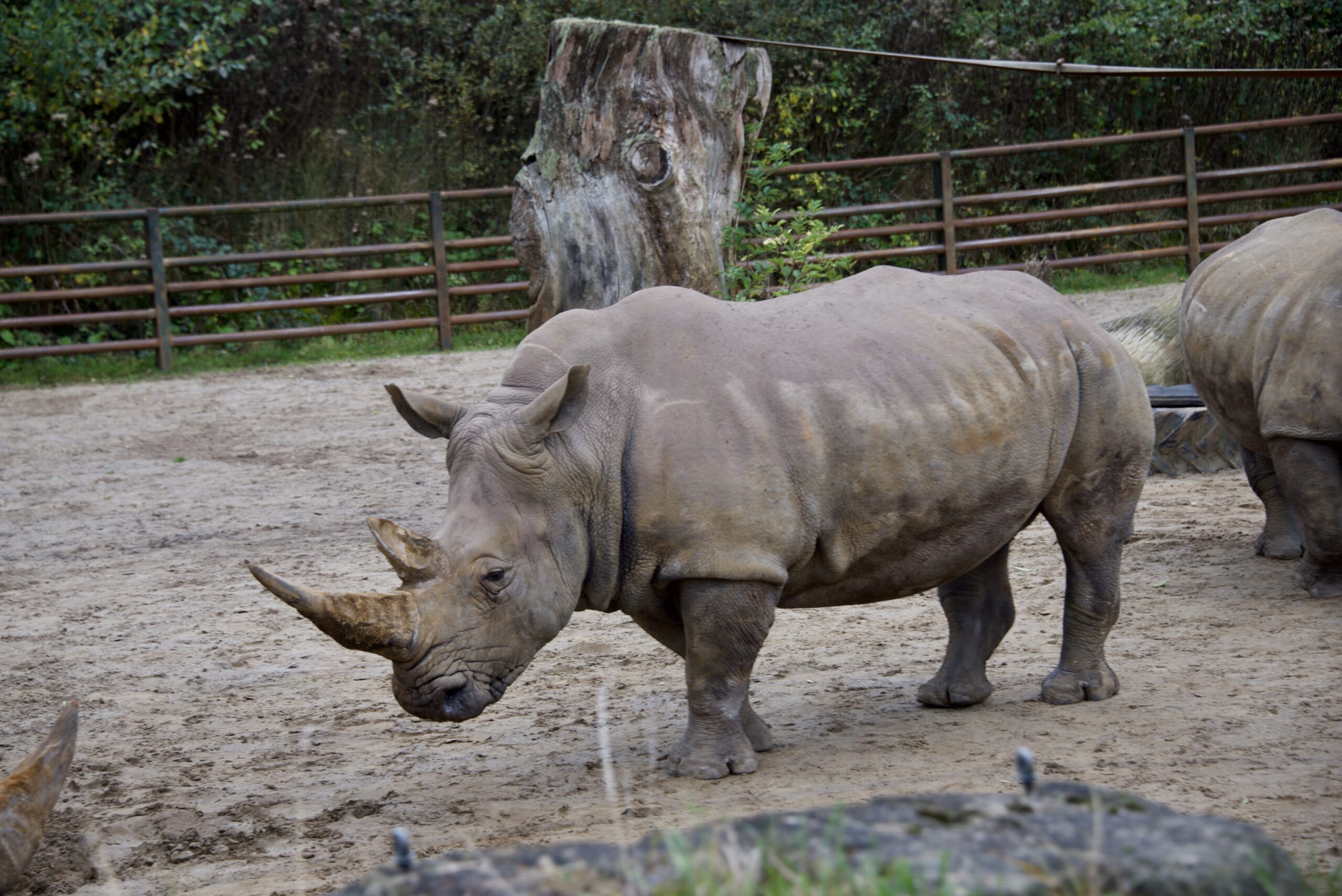 Rhino at Longleat