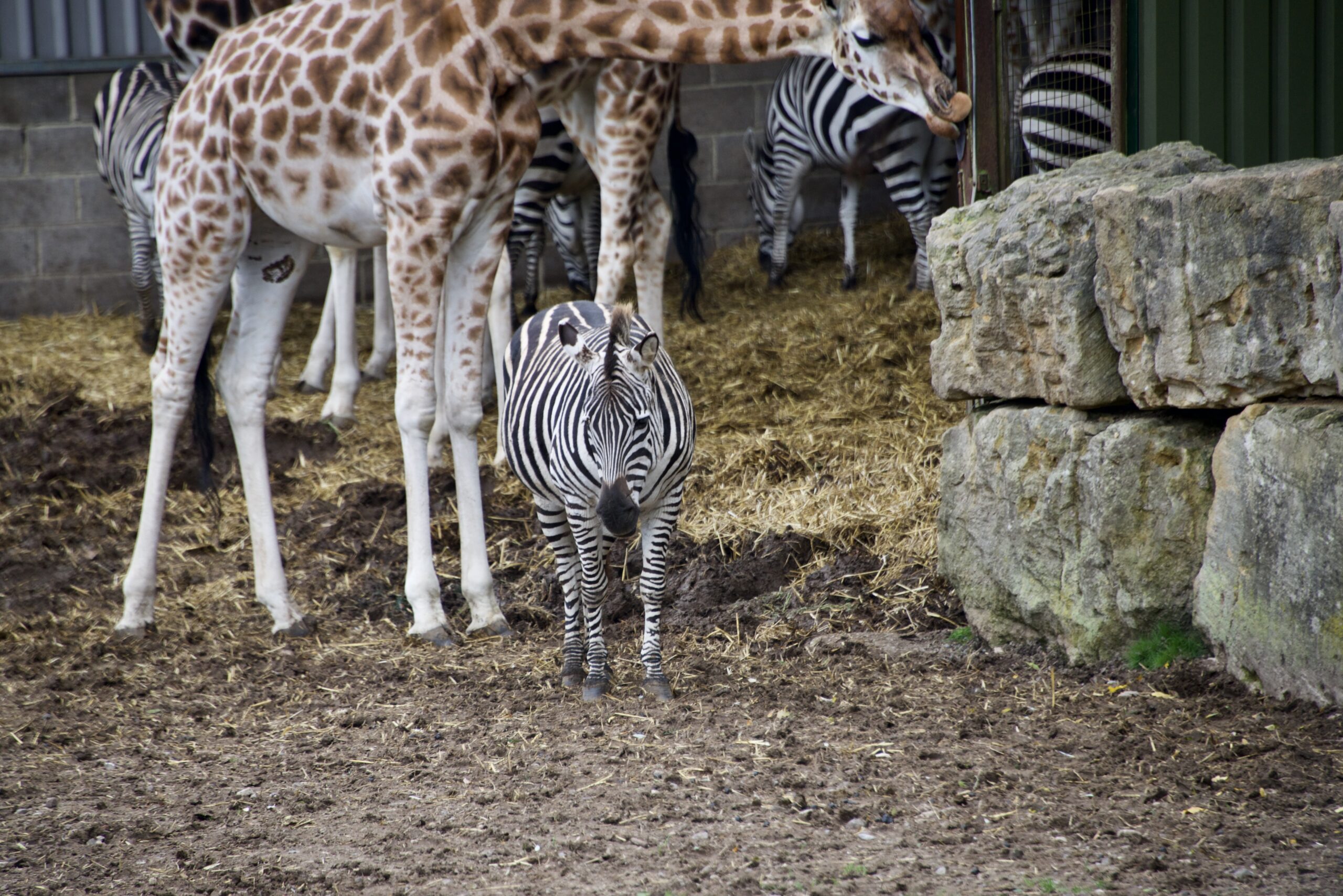 Longleat safari African reserve Zebras