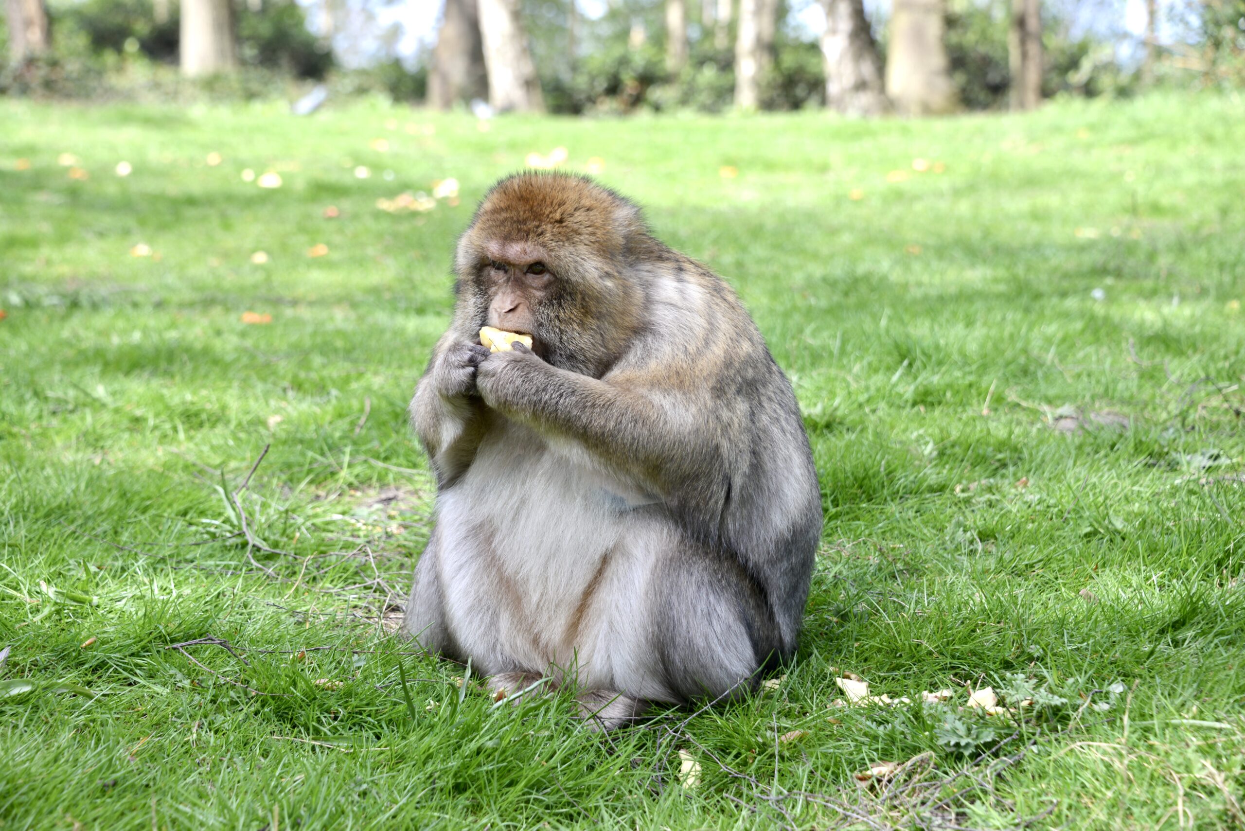 Monkey eating an apple