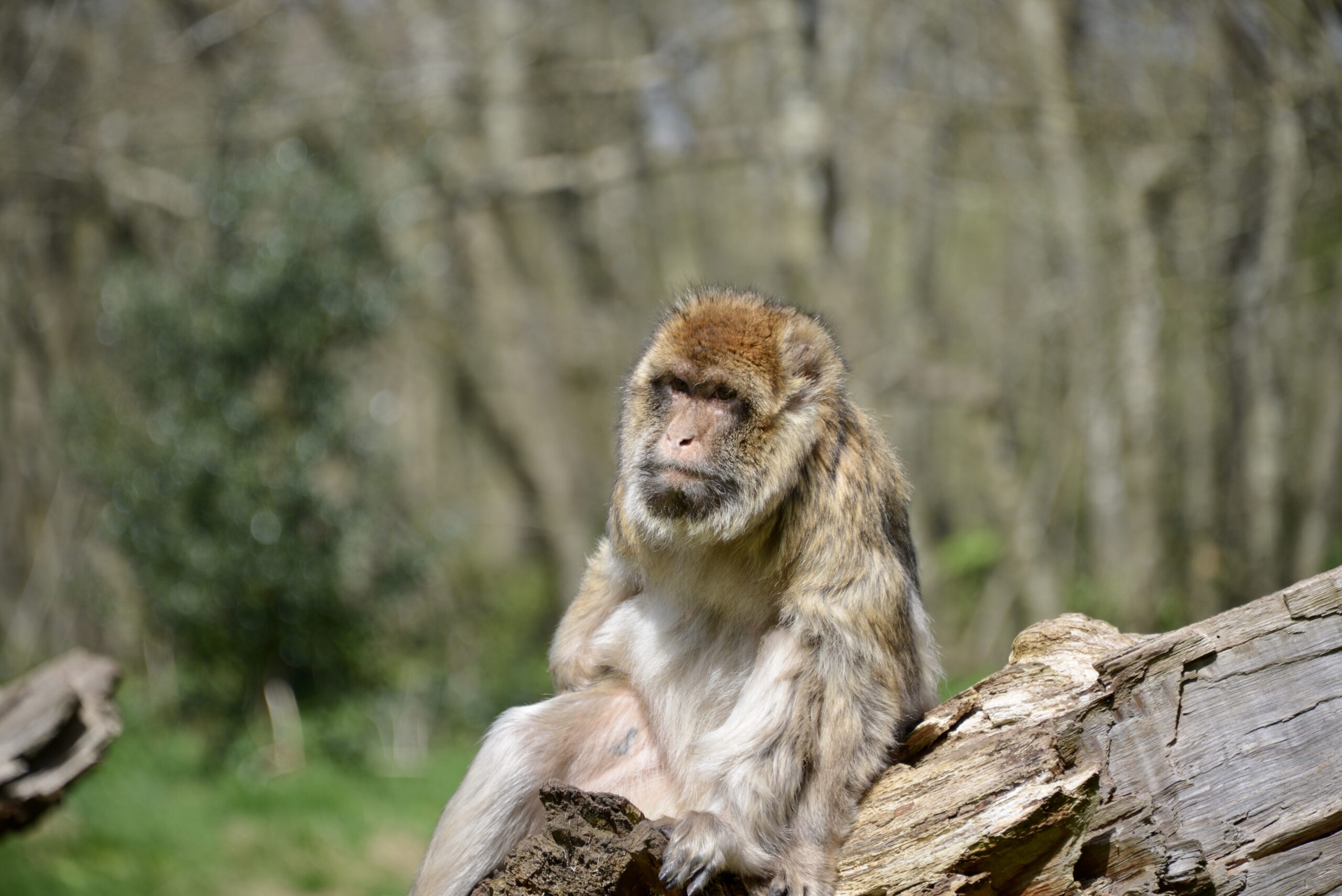 Barbary macaque monkey at monkey World Trentham