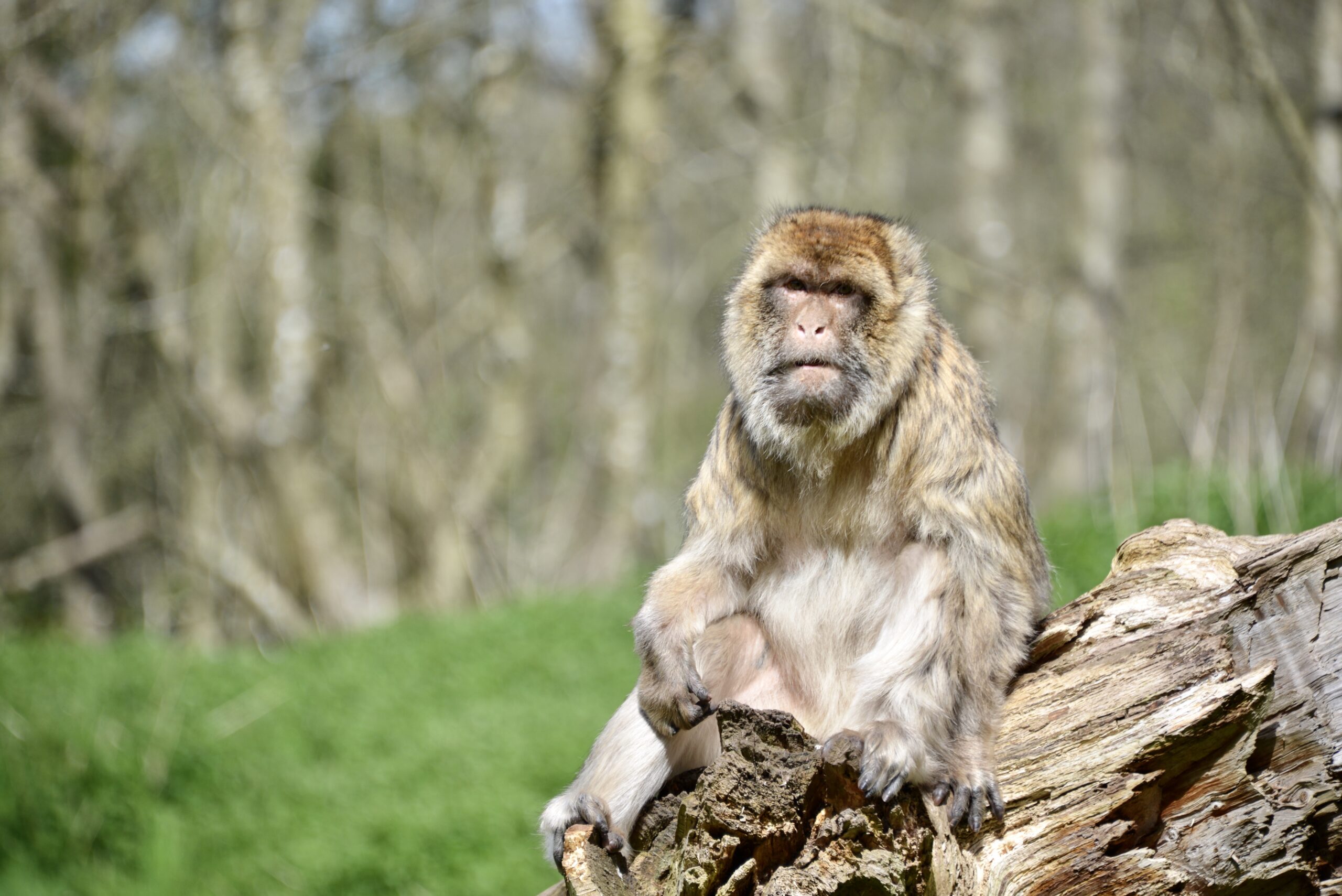 Barbary macaque monkey at Monkey Forest