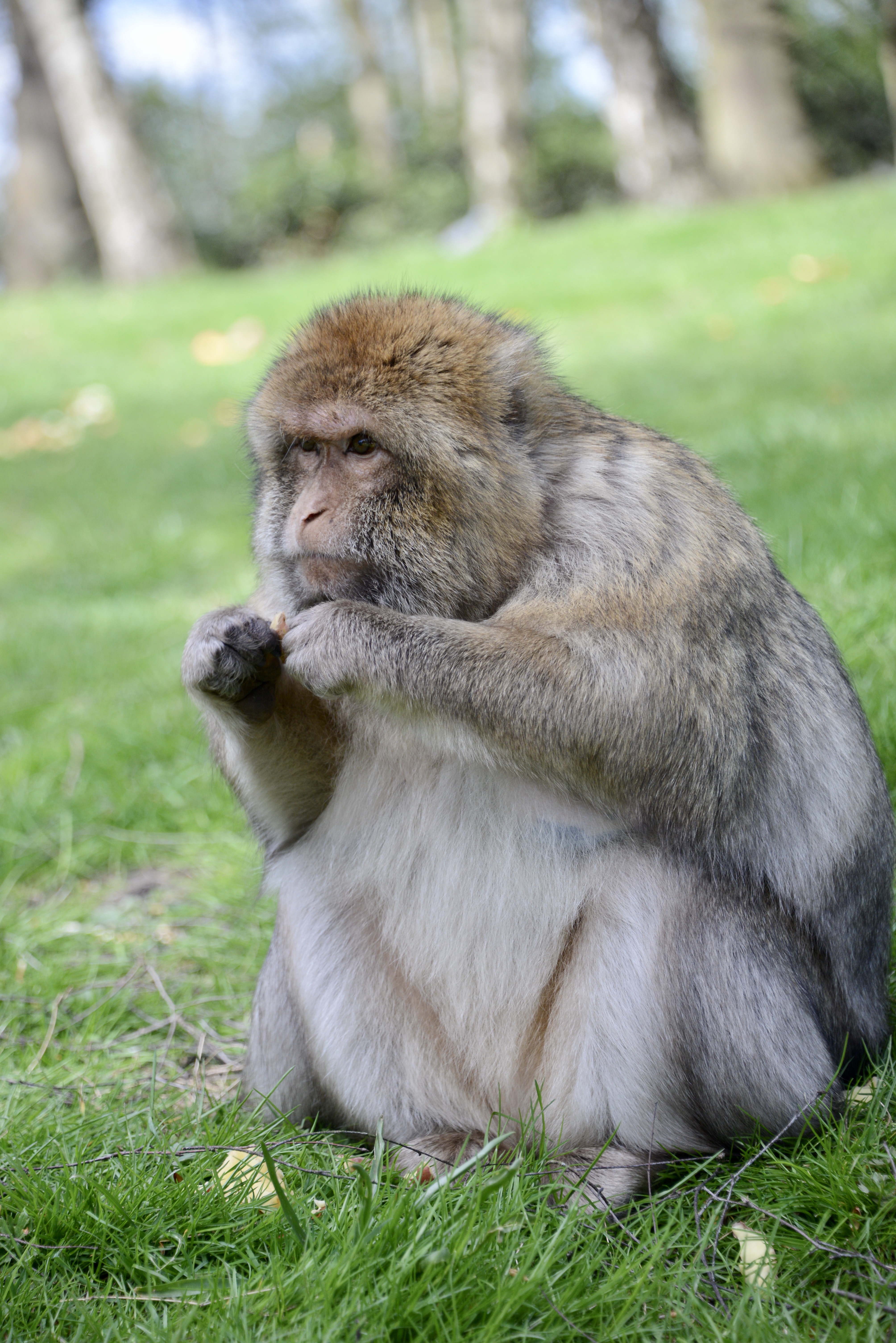 Close up of a Barbray Macaque monkey