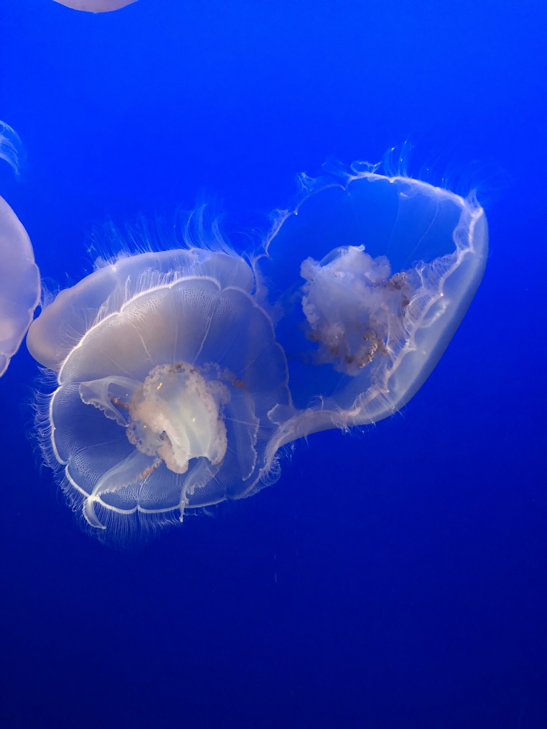 jellies in Monterey Bay Aquarium