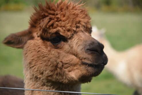 Llama at hobbledown