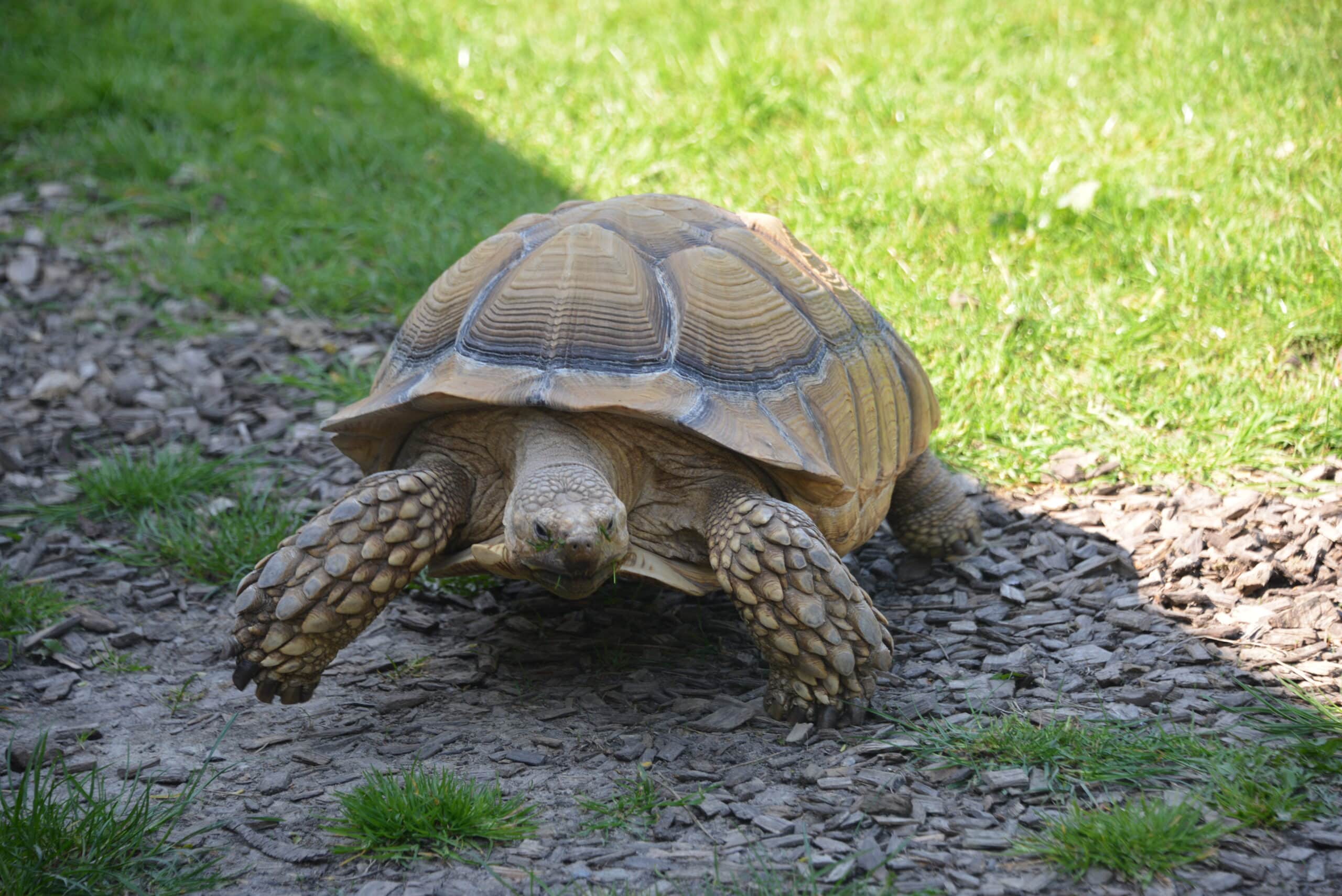 Giant tortoises