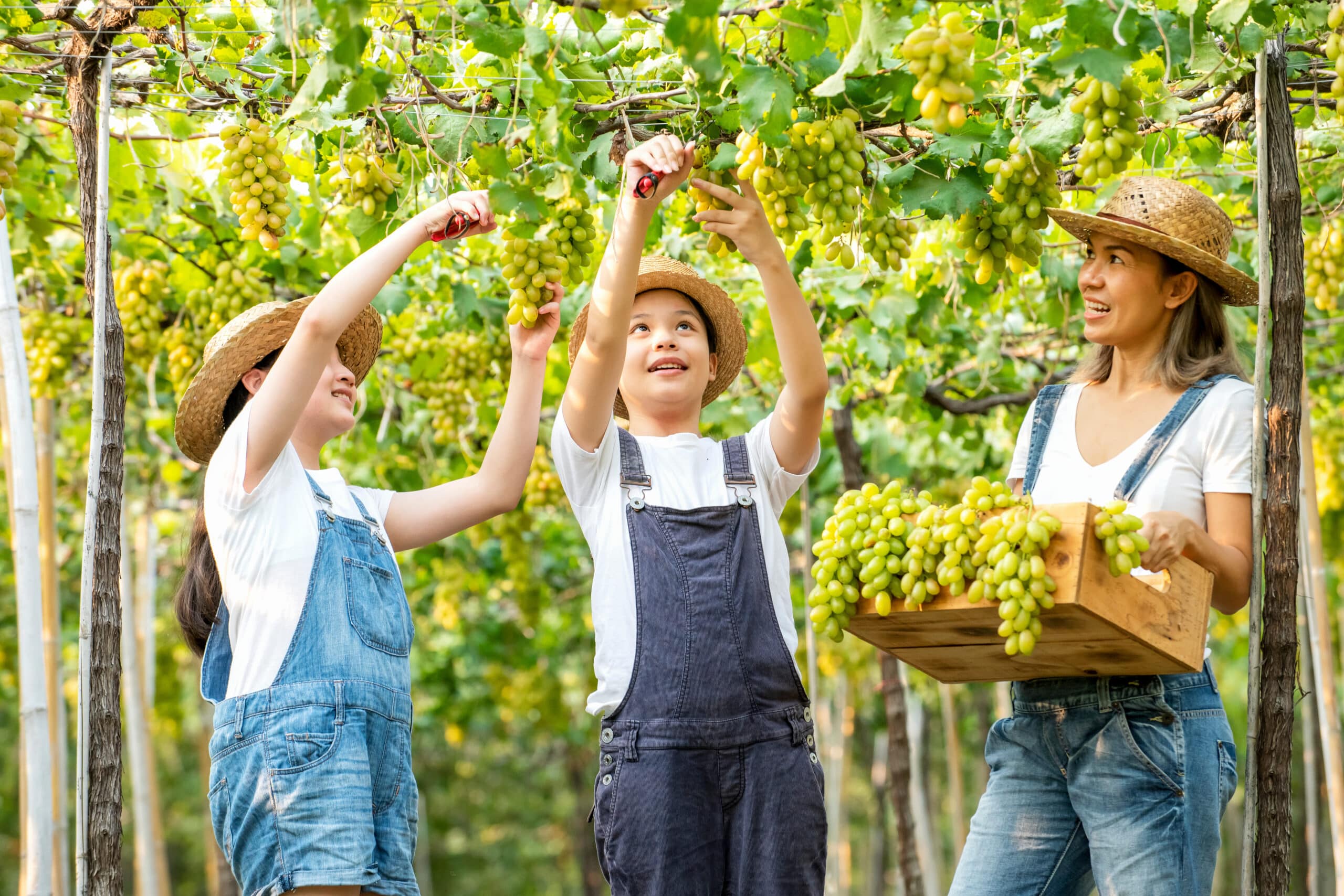 Kids picking grapes in a vineyard