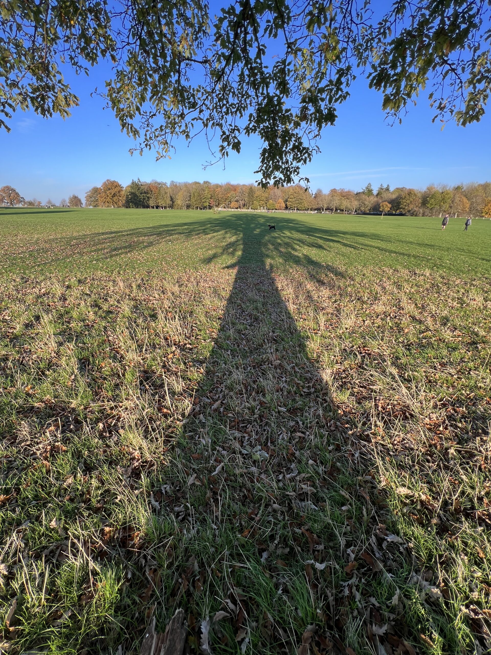 Lydiard Park view from under. tree