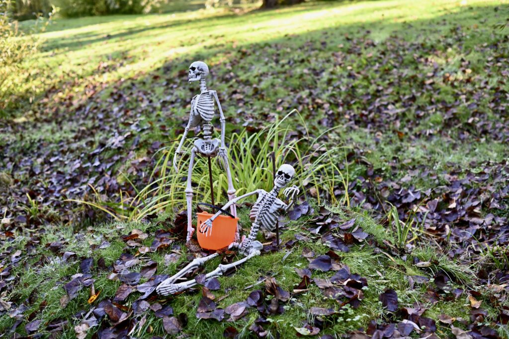 Two skeletons at West Green House for the Halloween Trail