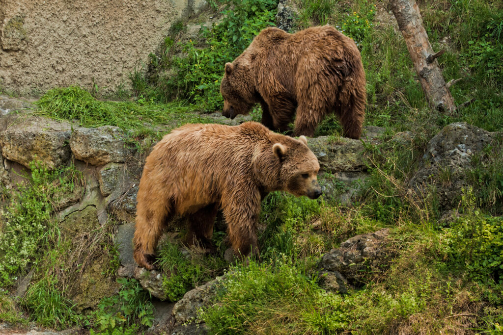 bears in Salzburg Zoo, Austria